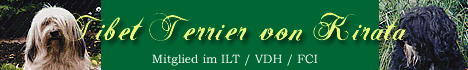 Tibet Terrier von Kirata