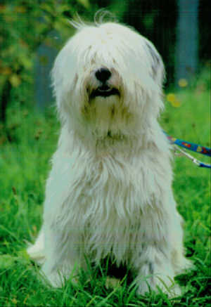 Rangshi Antares